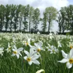 Narcise sălbatice înflorite la Poiana Narciselor Dumbrava Vadului, Brașov, rezervația unică din Europa.