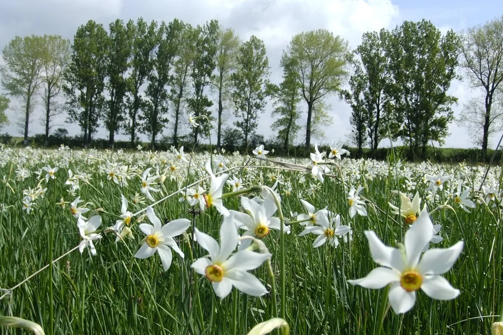 Narcise sălbatice înflorite la Poiana Narciselor Dumbrava Vadului, Brașov, rezervația unică din Europa.